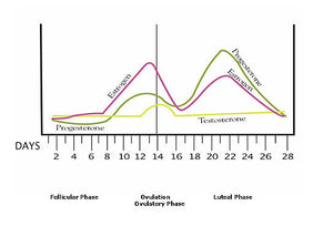 Cravings during your cycle