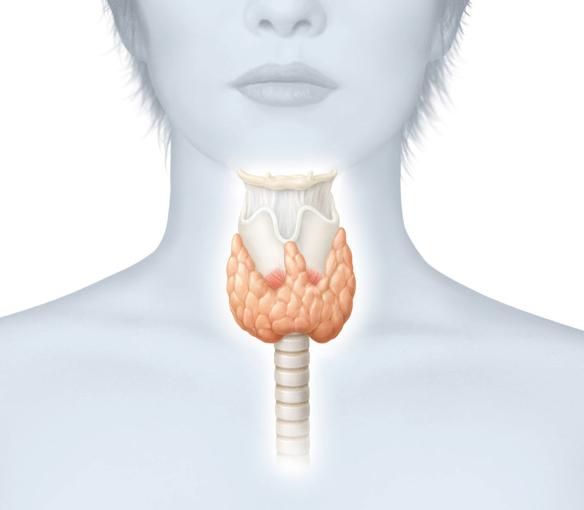 How the thyroid effects your weight correction