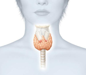 Simple Steps That You Can Do to Improve Your Thyroid Health